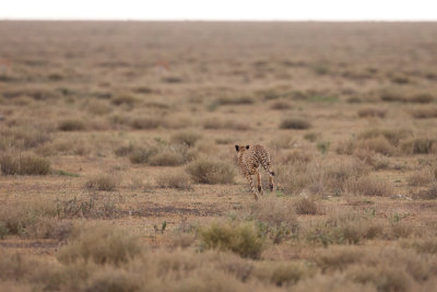 tanzania cheetah, ndutu (_MG_2082 - 20090121).jpg