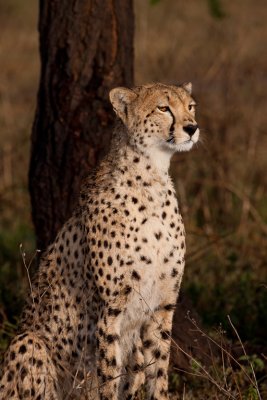 tanzania cheetah, ndutu (_MG_2255 - 20090122).jpg