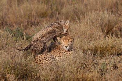 tanzania cheetah, ndutu (_MG_2277 - 20090122).jpg