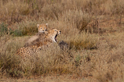 tanzania cheetah, ndutu (_MG_2299 - 20090122).jpg