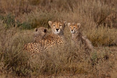 tanzania cheetah, ndutu (_MG_2329 - 20090122).jpg