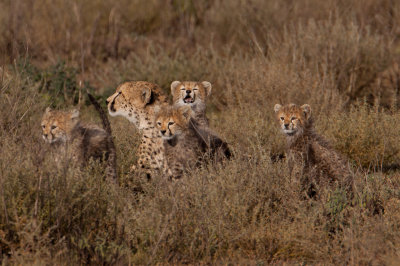 tanzania cheetah, ndutu (_MG_2359 - 20090122).jpg