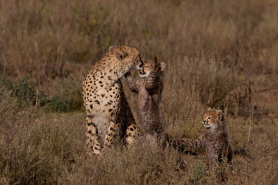 tanzania cheetah, ndutu (_MG_2371 - 20090122).jpg