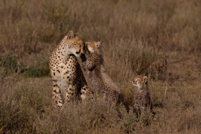 tanzania cheetah, ndutu (_MG_2372 - 20090122).jpg