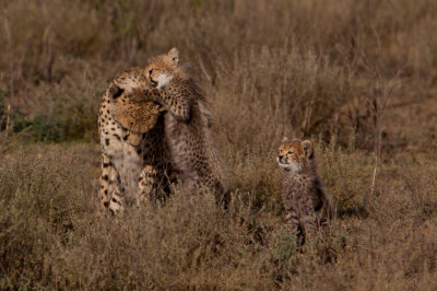 tanzania cheetah, ndutu (_MG_2374 - 20090122).jpg