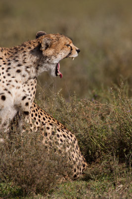 tanzania cheetah, ndutu (_MG_2836 - 20090123).jpg