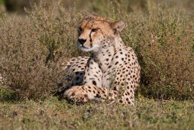 tanzania cheetah, ndutu (_MG_2850 - 20090123).jpg