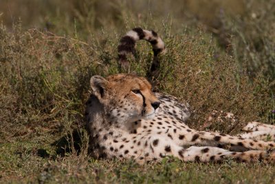 tanzania cheetah, ndutu (_MG_2872 - 20090123).jpg