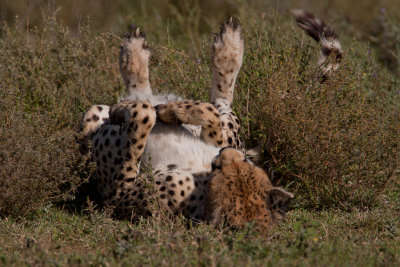 tanzania cheetah, ndutu (_MG_2883 - 20090123).jpg