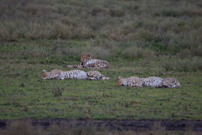 tanzania cheetah, ndutu (_MG_3004 - 20090123).jpg