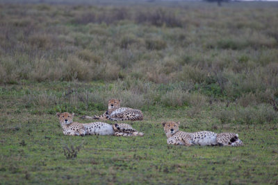 tanzania cheetah, ndutu (_MG_3026 - 20090123).jpg