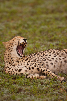 tanzania cheetah, ndutu (_MG_3804 - 20090125).jpg