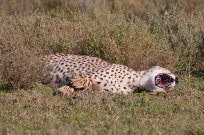 tanzania cheetah, ndutu (_MG_4105 - 20090123).jpg