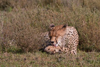 tanzania cheetah, ndutu (_MG_4136 - 20090123).jpg
