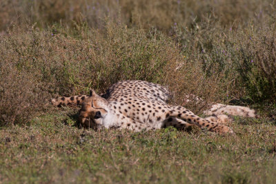 tanzania cheetah, ndutu (_MG_4183 - 20090123).jpg