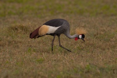 tanzania crowned crane, ndutu (_MG_4716 - 20090127).jpg