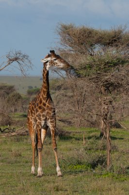 tanzania giraffe, ndutu (_MG_4056 - 20090123).jpg