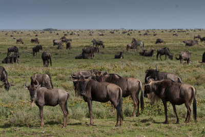 tanzania herd, ndutu, wildebeast (_MG_4357 - 20090124).jpg