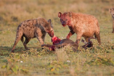 tanzania hyena, kill, ndutu (_MG_3160 - 20090124).jpg