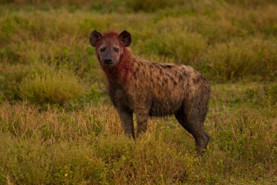 tanzania hyena, ndutu (_MG_3654 - 20090122).jpg