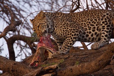 tanzania leopard, ndutu (_MG_2606 - 20090123).jpg