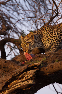 tanzania leopard, ndutu (_MG_2621 - 20090123).jpg