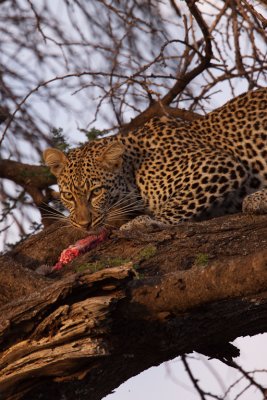 tanzania leopard, ndutu (_MG_2637 - 20090123).jpg