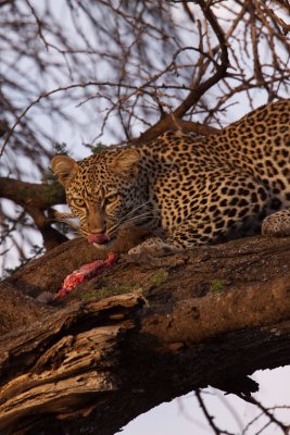 tanzania leopard, ndutu (_MG_2638 - 20090123).jpg