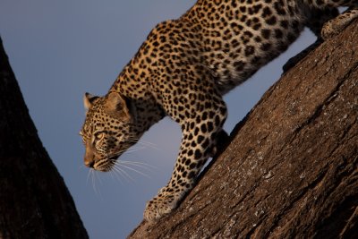 tanzania leopard, ndutu (_MG_2720 - 20090123).jpg