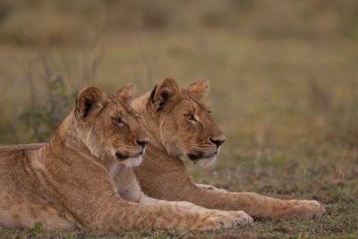 tanzania lion, ndutu (_MG_3460 - 20090124).jpg