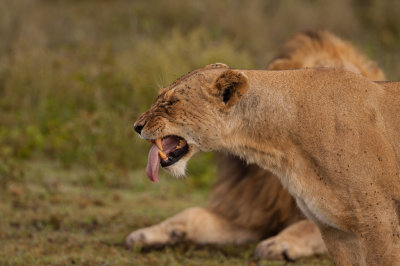 tanzania lion, ndutu (_MG_3859 - 20090125).jpg
