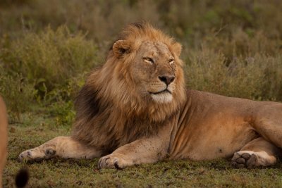 tanzania lion, ndutu (_MG_3874 - 20090125).jpg