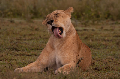 tanzania lion, ndutu (_MG_4612 - 20090125).jpg