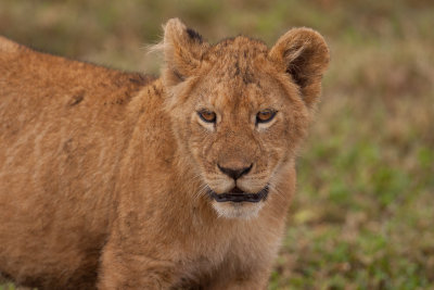 tanzania lion, ndutu (_MG_4617 - 20090127).jpg