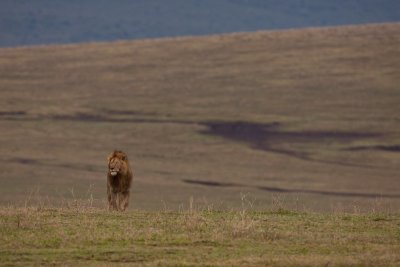 tanzania lion, ndutu (_MG_4628 - 20090127).jpg