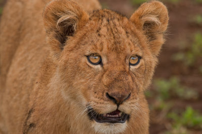 tanzania lion, ndutu (_MG_4914 - 20090127).jpg