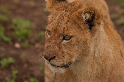 tanzania lion, ndutu (_MG_4918 - 20090127).jpg