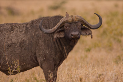 tanzania ndutu, water buffalo (_MG_4757 - 20090127).jpg