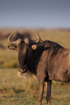 tanzania ndutu, wildebeast (_MG_3168 - 20090124).jpg