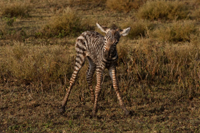 tanzania ndutu, zebra (_MG_3667 - 20090122).jpg