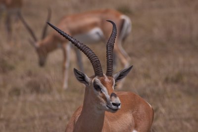 tanzania antelope, impala, ngorongoro (_MG_4578 - 20090126).jpg