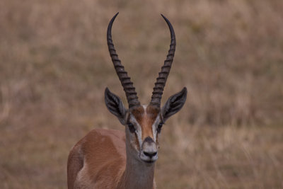 tanzania antelope, impala, ngorongoro (_MG_4580 - 20090126).jpg