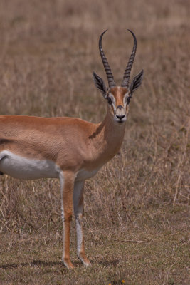 tanzania antelope, impala, ngorongoro (_MG_4581 - 20090126).jpg