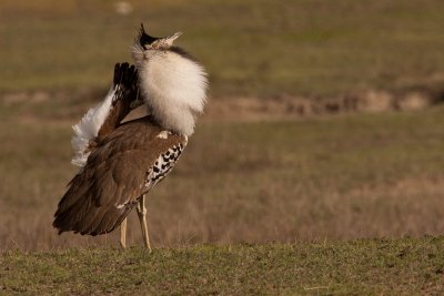 tanzania bird, kori bustard, ngorongoro (_MG_4113 - 20090125).jpg