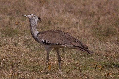 tanzania bird, kori bustard, ngorongoro (_MG_4573 - 20090126).jpg