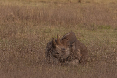tanzania black rhinoceros, ngorongoro (_MG_4091 - 20090125).jpg