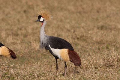 tanzania crowned crane, ngorongoro (_MG_4409 - 20090126).jpg