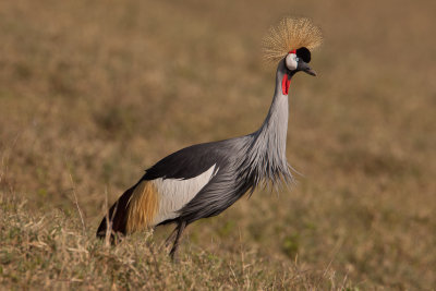 tanzania crowned crane, ngorongoro (_MG_4475 - 20090126).jpg