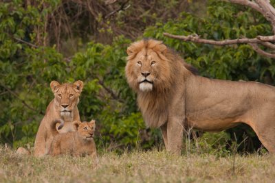 tanzania lion, ngorongoro (_MG_4233 - 20090126).jpg