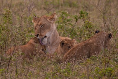 tanzania lion, ngorongoro (_MG_4724 - 20090126).jpg